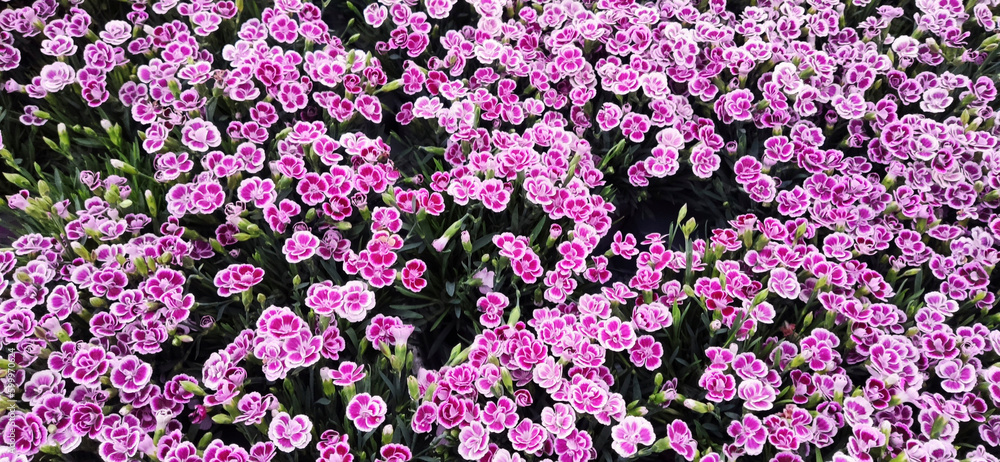Pink flowers Pink flowers
