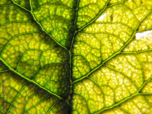 Green leaf texture background