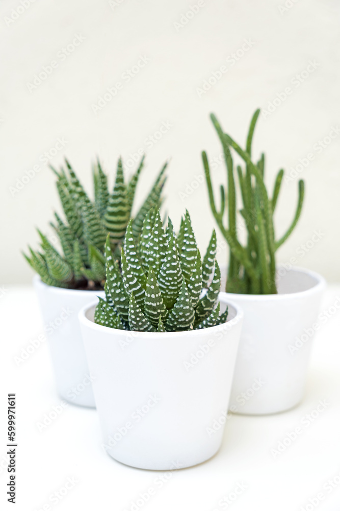 Succulent plants on a white background Succulent plants on a white background