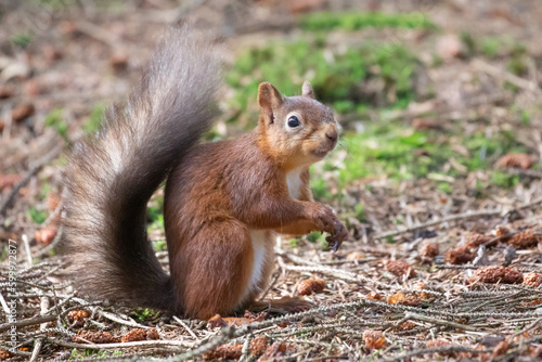 British red squirrel