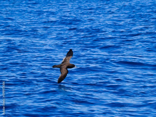 Black petrel in flight skimming across blue ocean