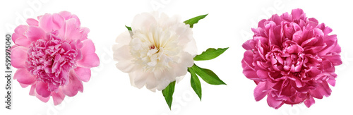 peony flower isolated on white background close up