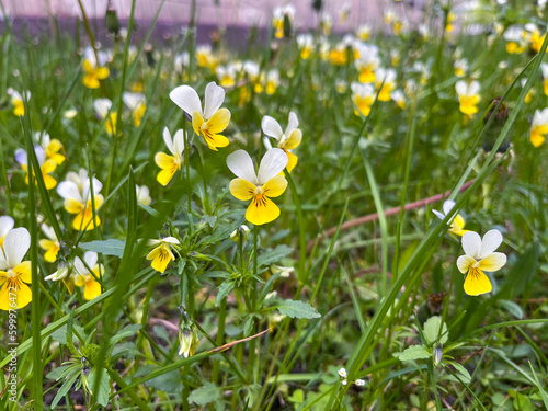 wild flower pansies on the lawn in the city