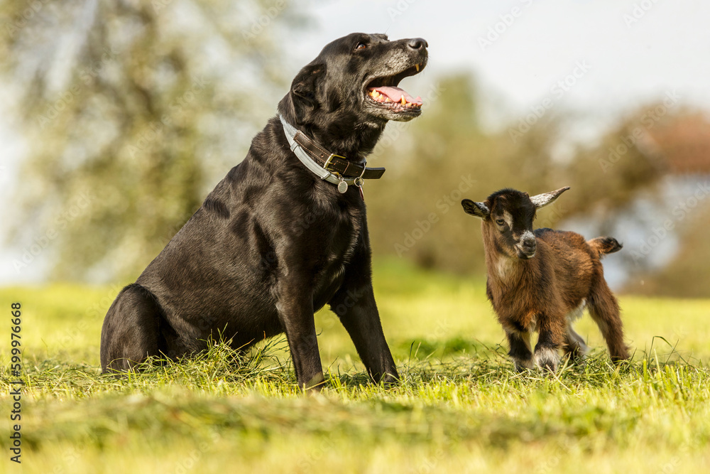 Animal friends: An elderly black labrador dog and a cute little kid goat on a meadow in spring outdoors Animal friends: An elderly black labrador dog and a cute little kid goat on a meadow in spring outdoors