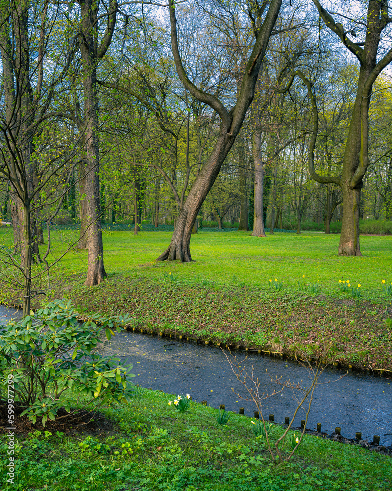 Piękny zielony początek wiosny w Warszawskim parku miejskim - obrazy, fototapety, plakaty 