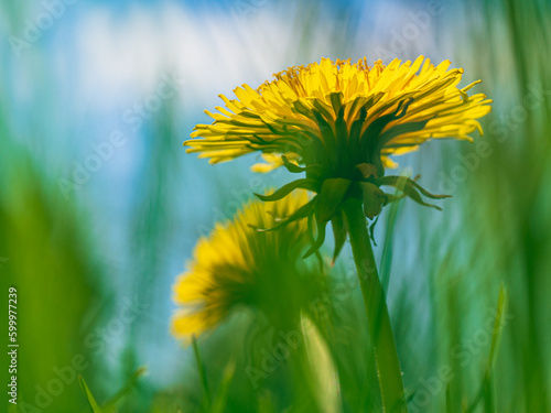 Wiosenny kwiat, mlecz na trawniku, zdjęcie makro photo