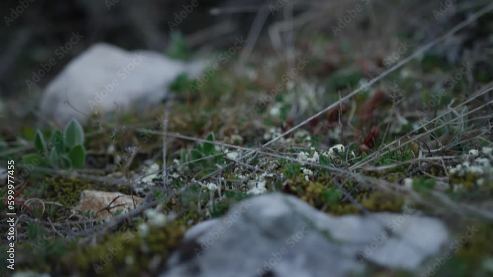 Macro shot of moss, grass and rock at dusk, in Saint-Léger-du-Ventoux, France Macro shot of moss, grass and rock at dusk, in Saint-Léger-du-Ventoux, France