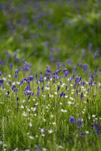 Bluebells in Warwickshire 2