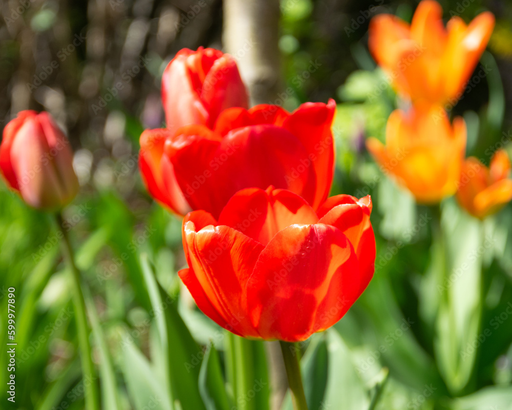 Tulips. A bulbous spring-flowering plant of the lily family, with boldly colored cup-shaped flowers. Tulips. A bulbous spring-flowering plant of the lily family, with boldly colored cup-shaped flowers.