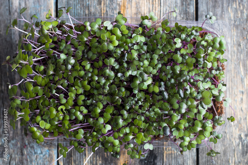 microgreens of different varieties, business card for microgreen