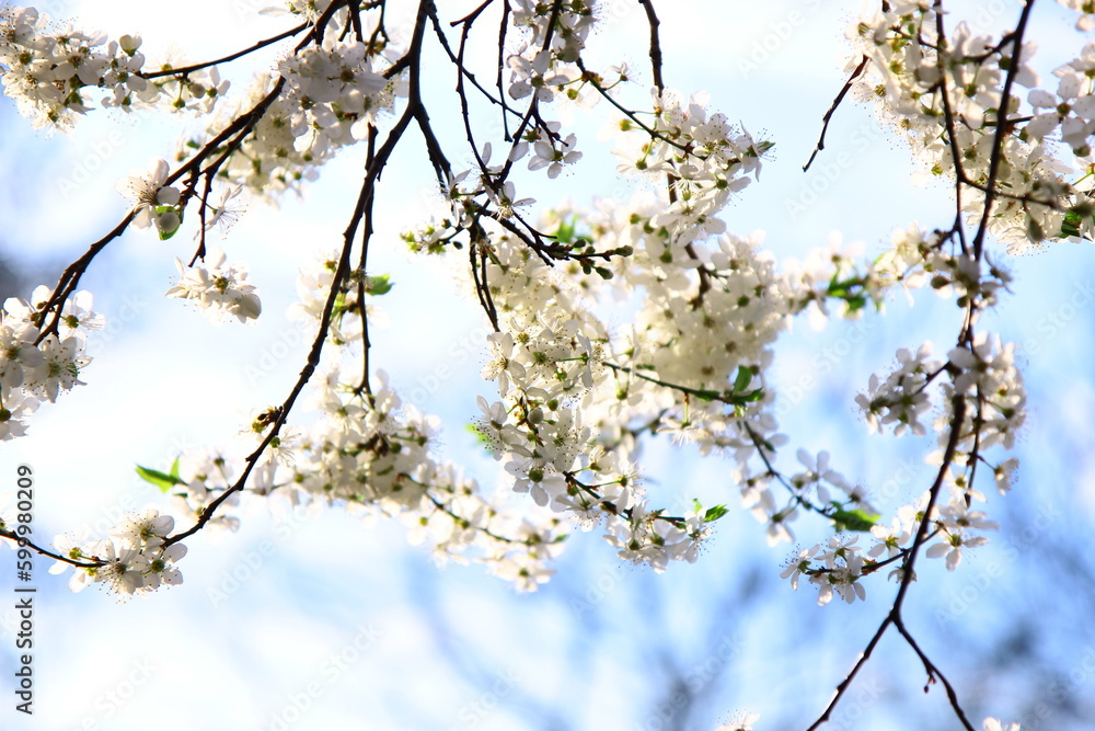 Tree branches covered with white flowers against the blue sky Tree branches covered with white flowers against the blue sky