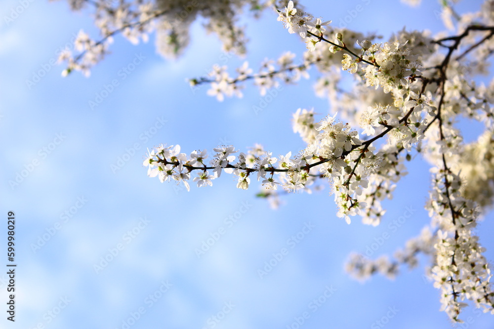 Tree branches covered with white flowers against the blue sky Tree branches covered with white flowers against the blue sky
