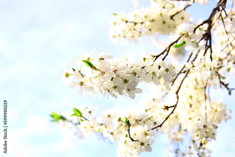 Tree branches covered with white flowers against the blue sky