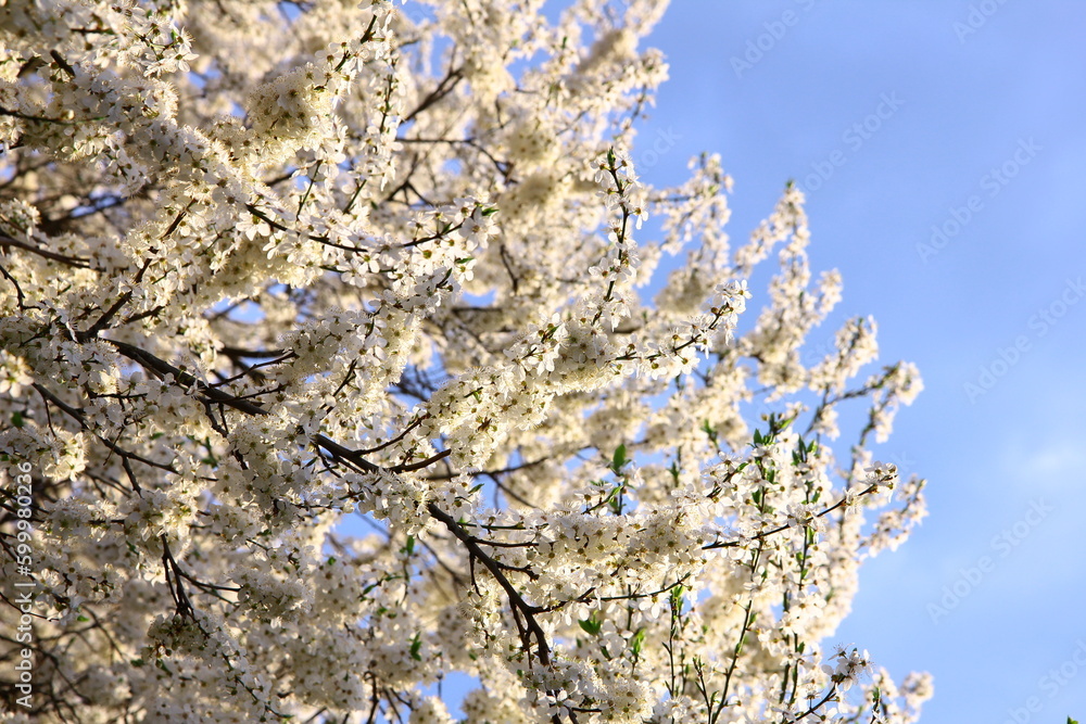 Tree branches covered with white flowers against the blue sky Tree branches covered with white flowers against the blue sky