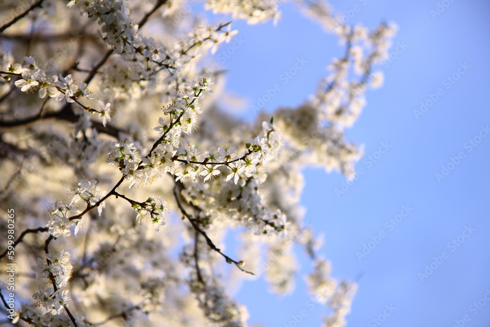 Tree branches covered with white flowers against the blue sky Tree branches covered with white flowers against the blue sky