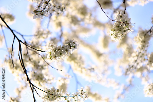 Tree branches covered with white flowers against the blue sky