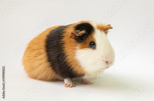 Cute guinea pig, animal closeup photo