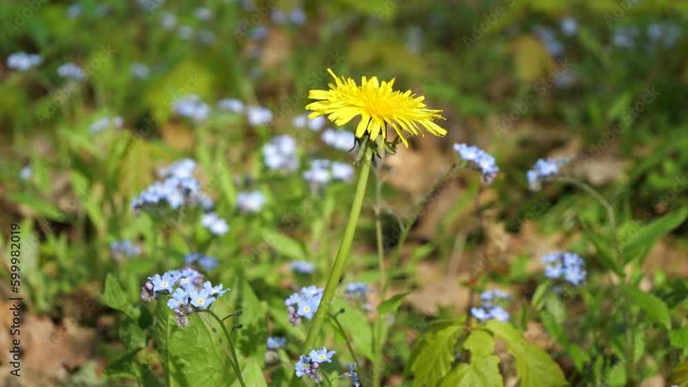 Grows in meadows, near roads, in fields, parks, gardens. Grows in meadows, near roads, in fields, parks, gardens.