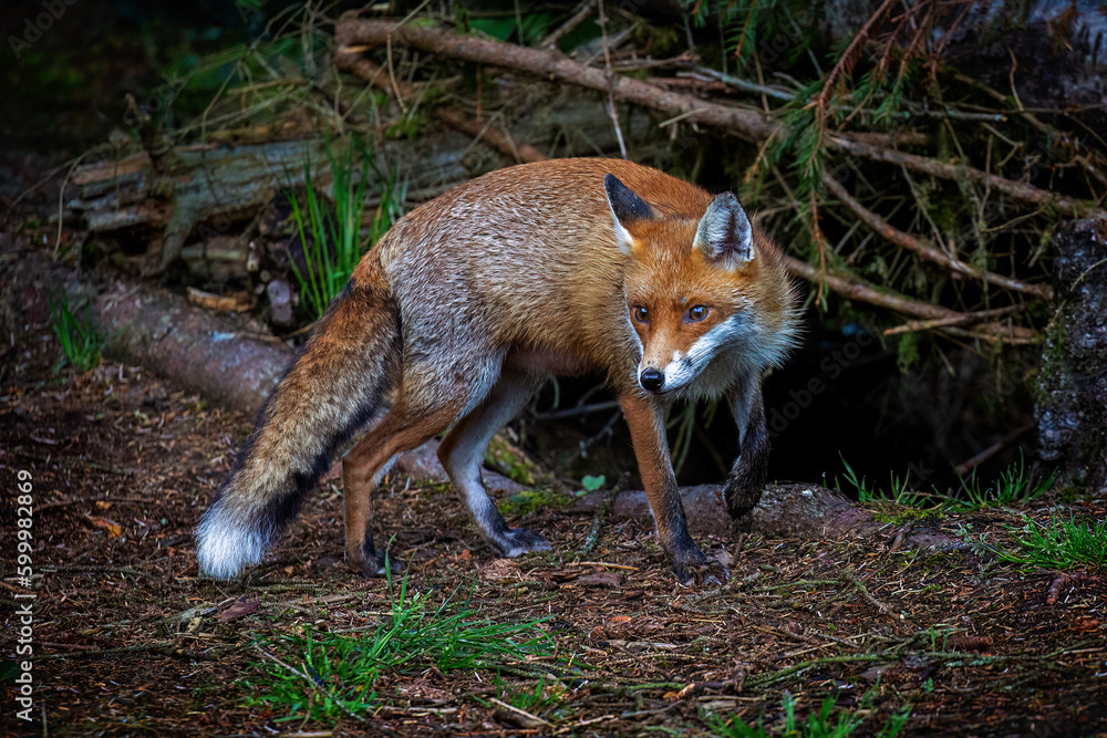 A magnificent wild Red Fox (Vulpes vulpes) hunting for food in woodland. A magnificent wild Red Fox (Vulpes vulpes) hunting for food in woodland.