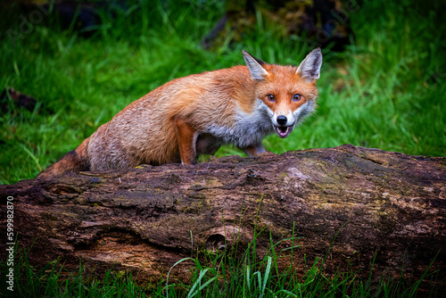 A magnificent wild Red Fox (Vulpes vulpes) hunting for food in woodland.