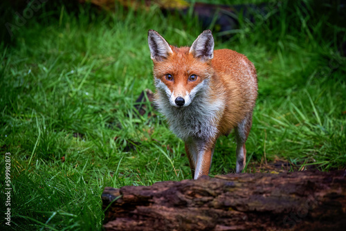 A magnificent wild Red Fox (Vulpes vulpes) hunting for food in woodland. © Milbsie