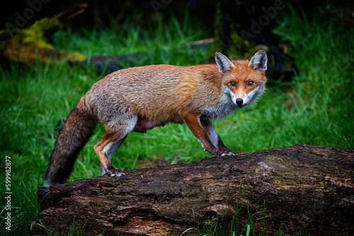 A magnificent wild Red Fox (Vulpes vulpes) hunting for food in woodland. © Milbsie