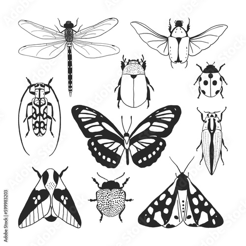 Hand drawn set of different insects