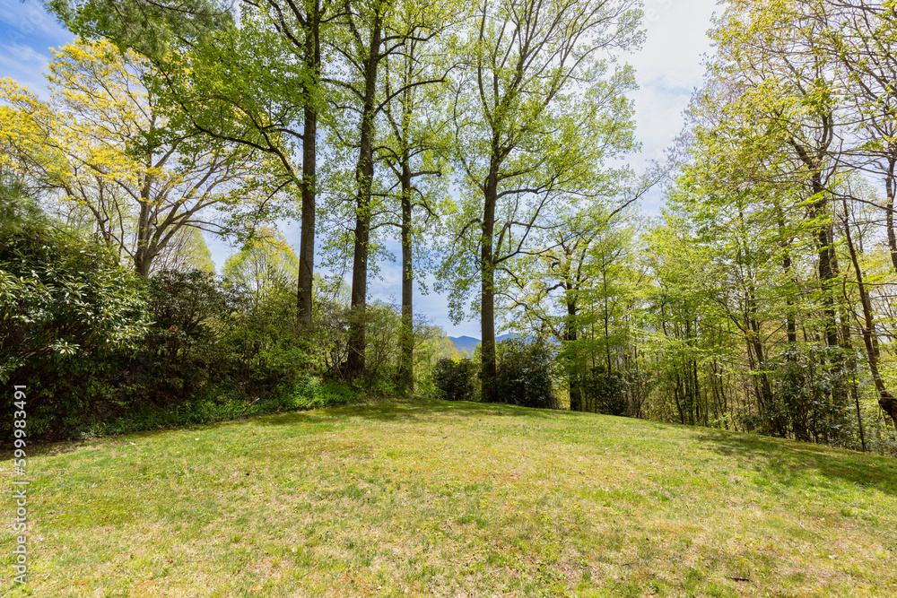 Fototapeta premium wooded land