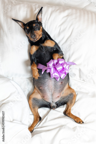 Pregnant pygmy pinscher dog with bow on belly resting on bed. View from above