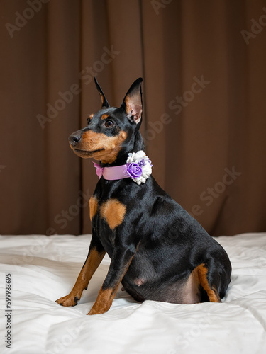 Pregnant miniature pinscher dog sitting on bed