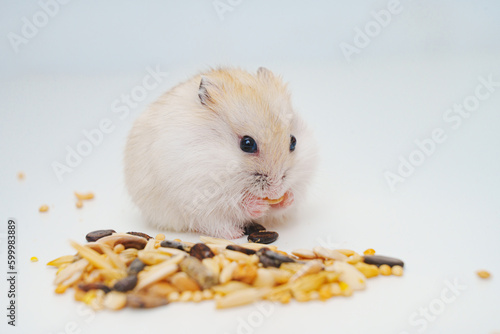 A small white with red Dzungar hamster eats seeds on a white table.  photo