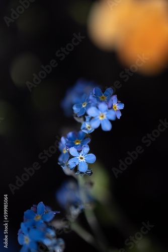 Wallpaper Mural forget me not Torontodigital.ca