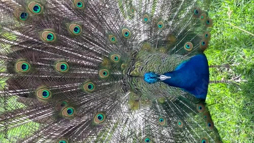 the peacock spread its tail and walks on the green grass. 