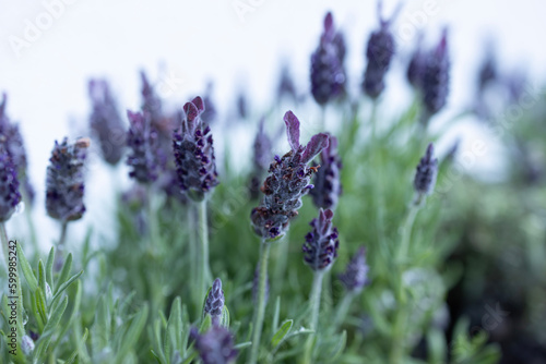 lavender in the field