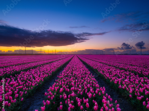 A field of tulips during sunset. Rows on the field. Landscape with flowers during sunset. Photo for wallpaper and background. Flevoland  Netherlands.