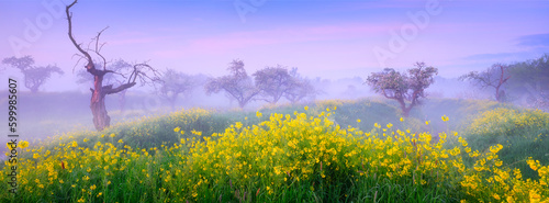 The forest during the fog. Soft light during sunrise. Blooming trees and gras...