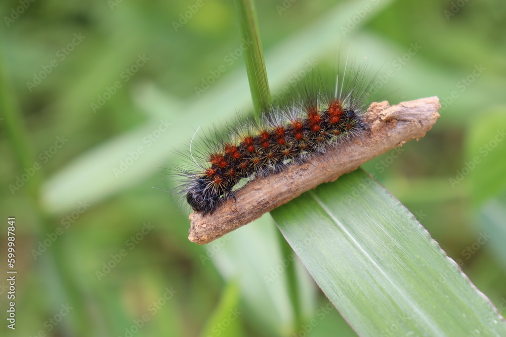 caterpillar on a leaf caterpillar on a leaf