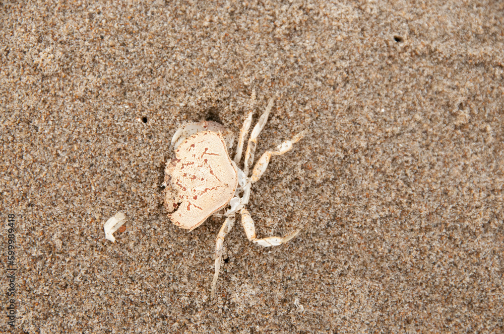 Crab carcass on the beach, California