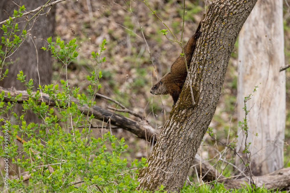 Woodchuck In Tree In The Woods During Spring Woodchuck In Tree In The Woods During Spring