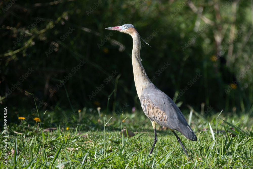 Great Blue Heron walking on grass field Great Blue Heron walking on grass field