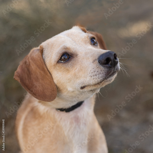 Fototapeta Naklejka Na Ścianę i Meble -  Inquisitive cute dog face looking up
