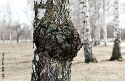 Inonotus Obliquus. Chaga mushroom on trunk birch tree, using for healing tea or coffee in folk medicine. Fungus, black mass and birch canker polypore.
