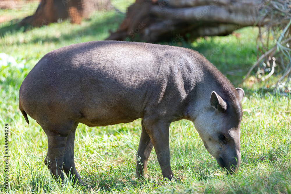 Brazilian Tapir (Tapirus terrestris) grazing alone in selective focus Brazilian Tapir (Tapirus terrestris) grazing alone in selective focus