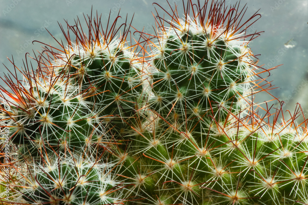 close up of cactus close up of cactus