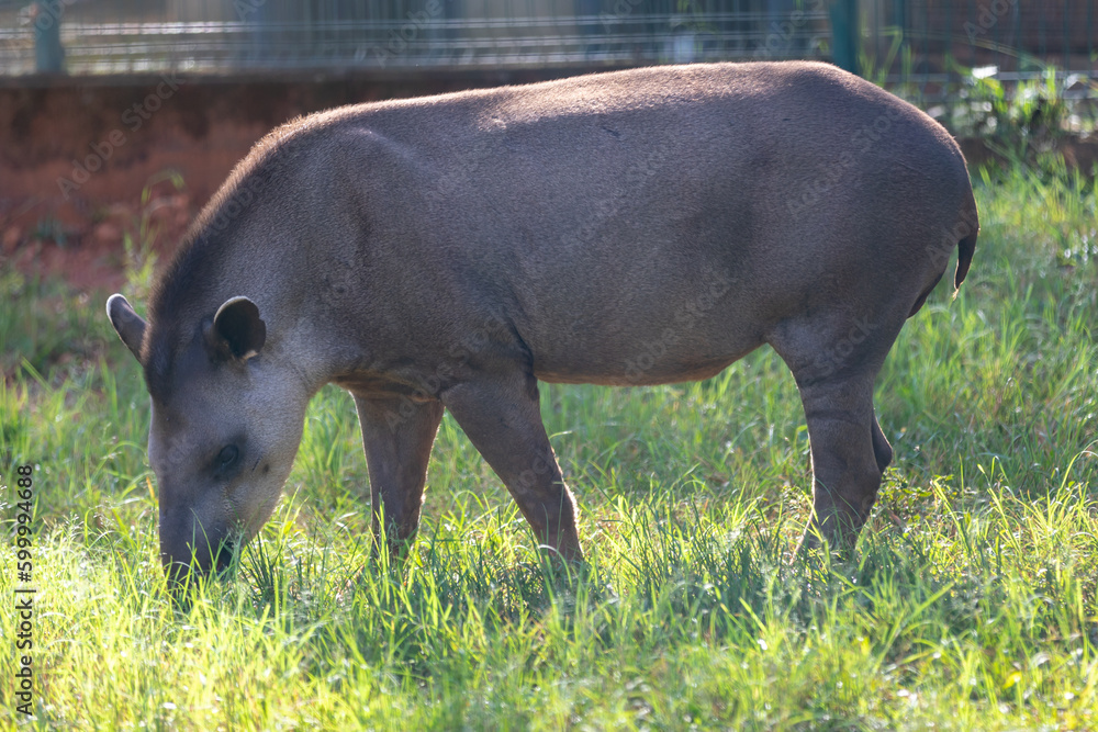 Brazilian Tapir (Tapirus terrestris) grazing alone in selective focus Brazilian Tapir (Tapirus terrestris) grazing alone in selective focus