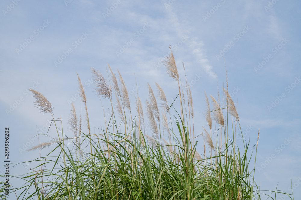 Pampas grass flower when summer time with blue sky. The photo is suitable to use for nature background and flora content media.