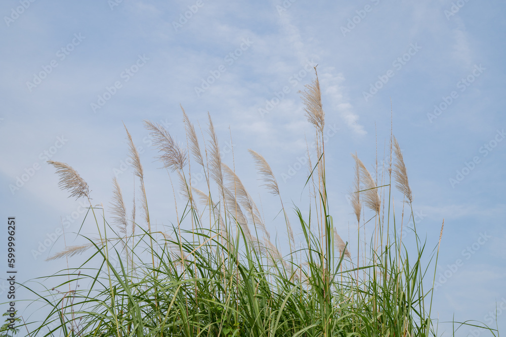 Pampas grass flower when summer time with blue sky. The photo is suitable to use for nature background and flora content media.