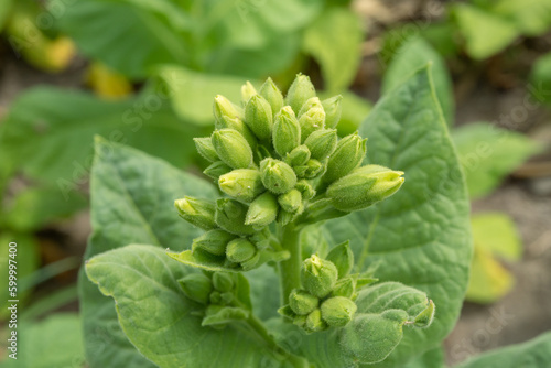 Green tobacco flower bud when spring season on garden field. The photo is suitable to use for garden field content media, nature poster and farm background. photo