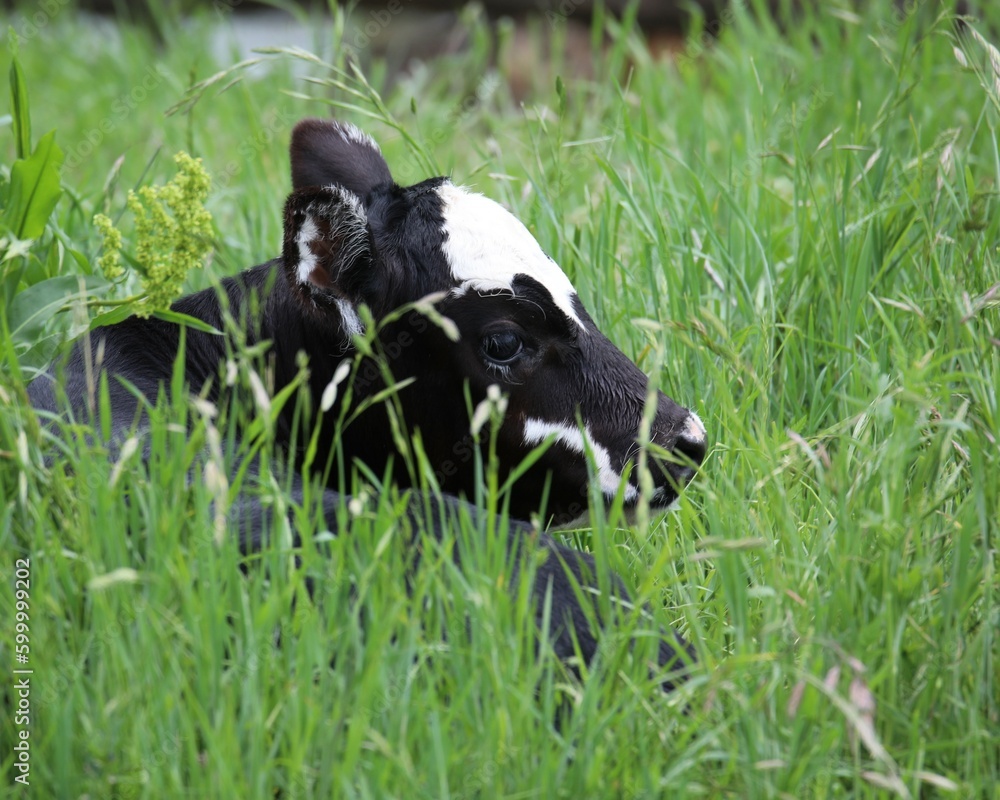 A Black Baldy Calf Hid in Tall Grass in a Pasture in South Central Oklahoma A Black Baldy Calf Hid in Tall Grass in a Pasture in South Central Oklahoma