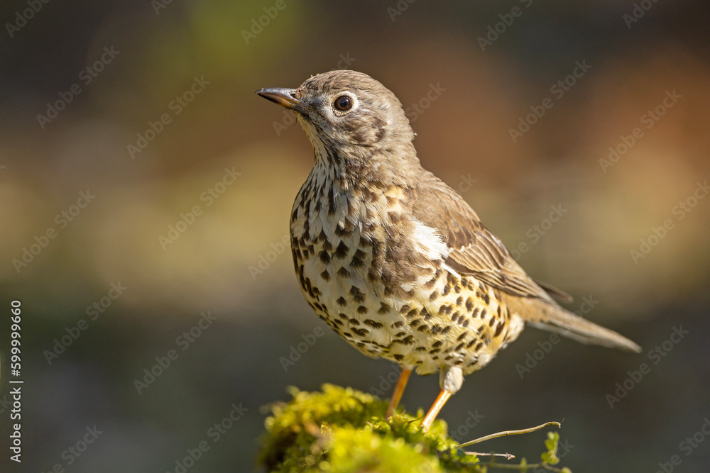 Paszkot (Turdus viscivorus) Paszkot (Turdus viscivorus)
